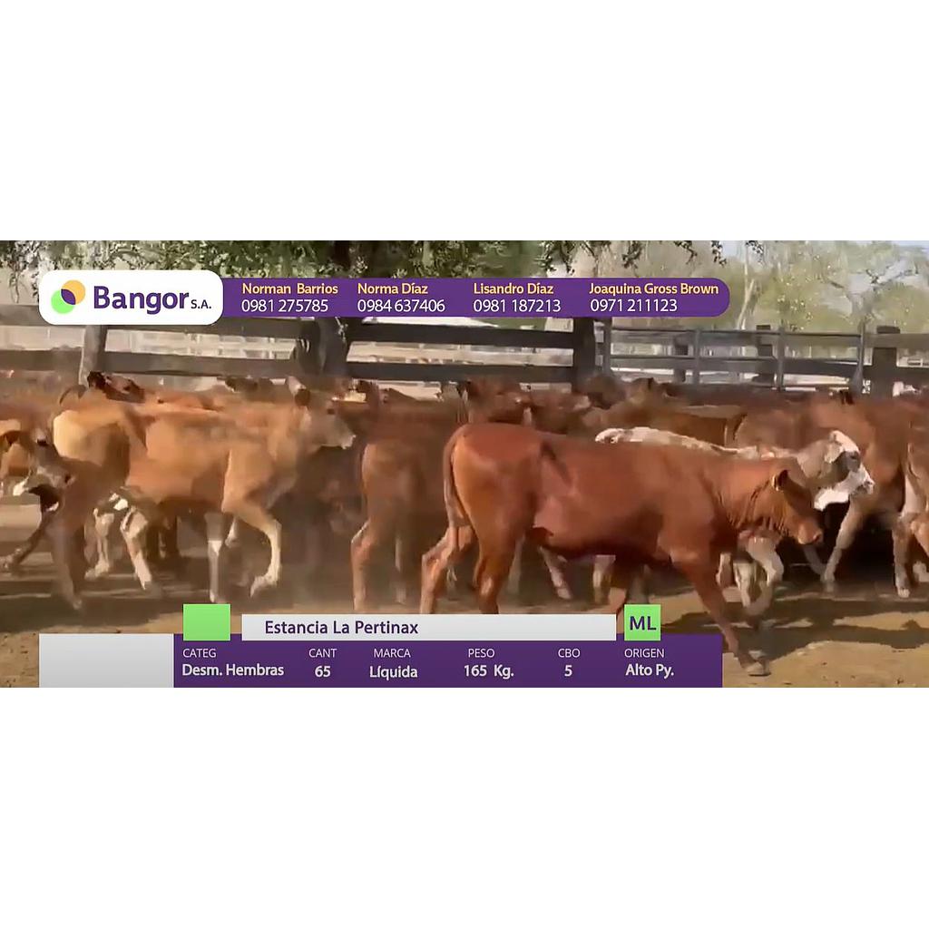 LOTE 08 - DESMAMANTES HEMBRAS