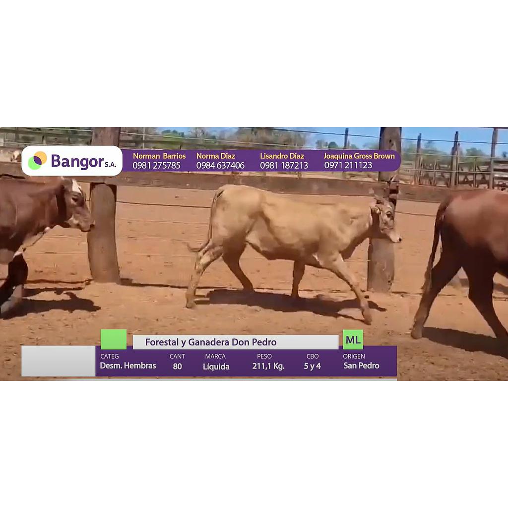 LOTE 12 - DESMAMANTES HEMBRAS