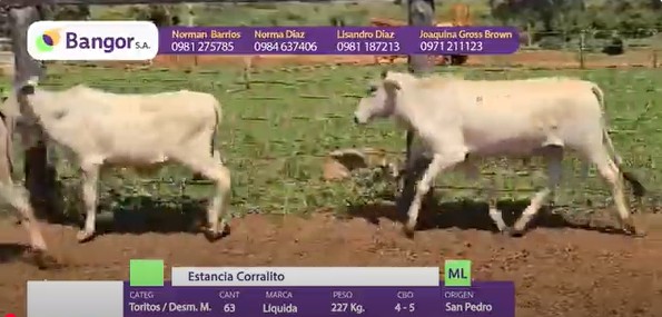 LOTE 06 - DESMAMANTES MACHOS