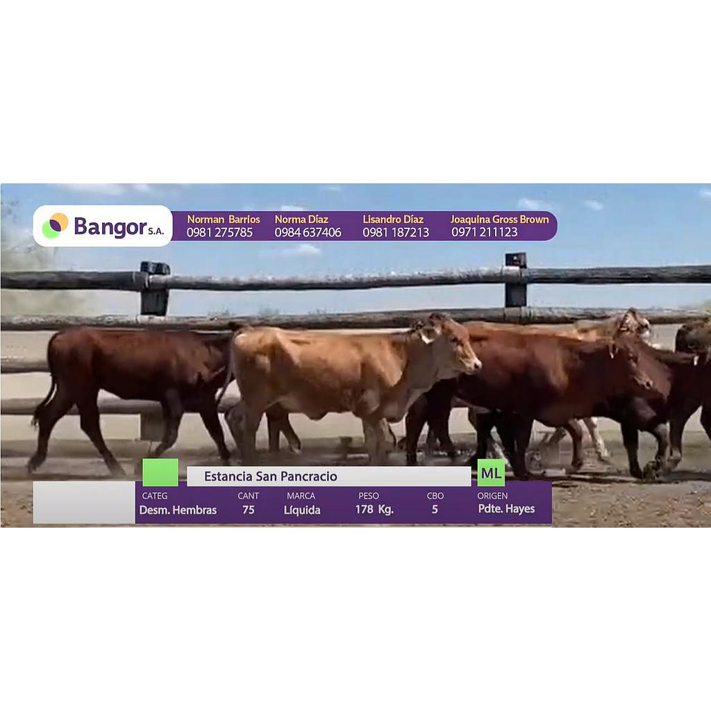 LOTE 10 - DESMAMANTES HEMBRAS