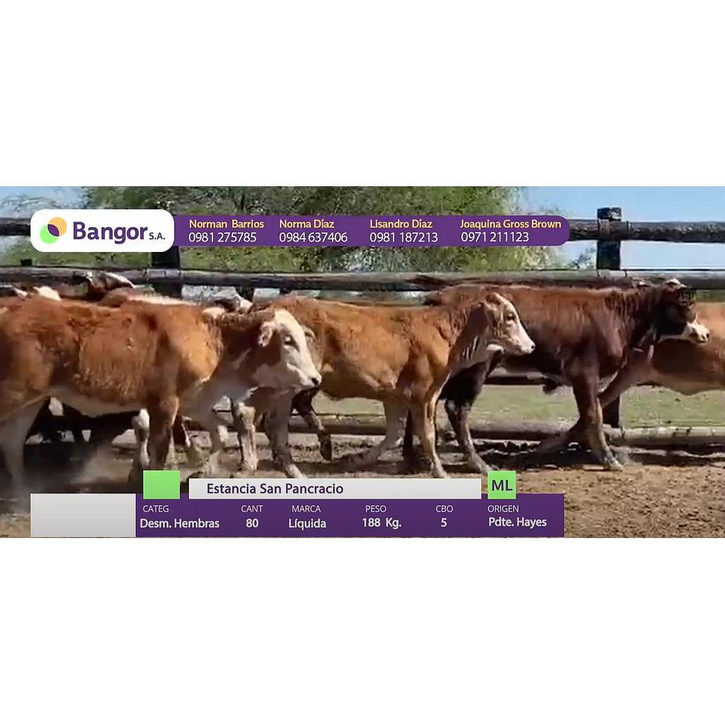 LOTE 11 - DESMAMANTES HEMBRAS