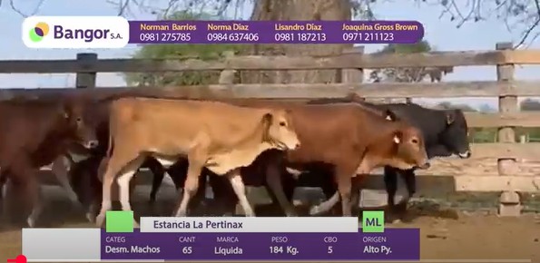 LOTE 02 - DESMAMANTES MACHOS