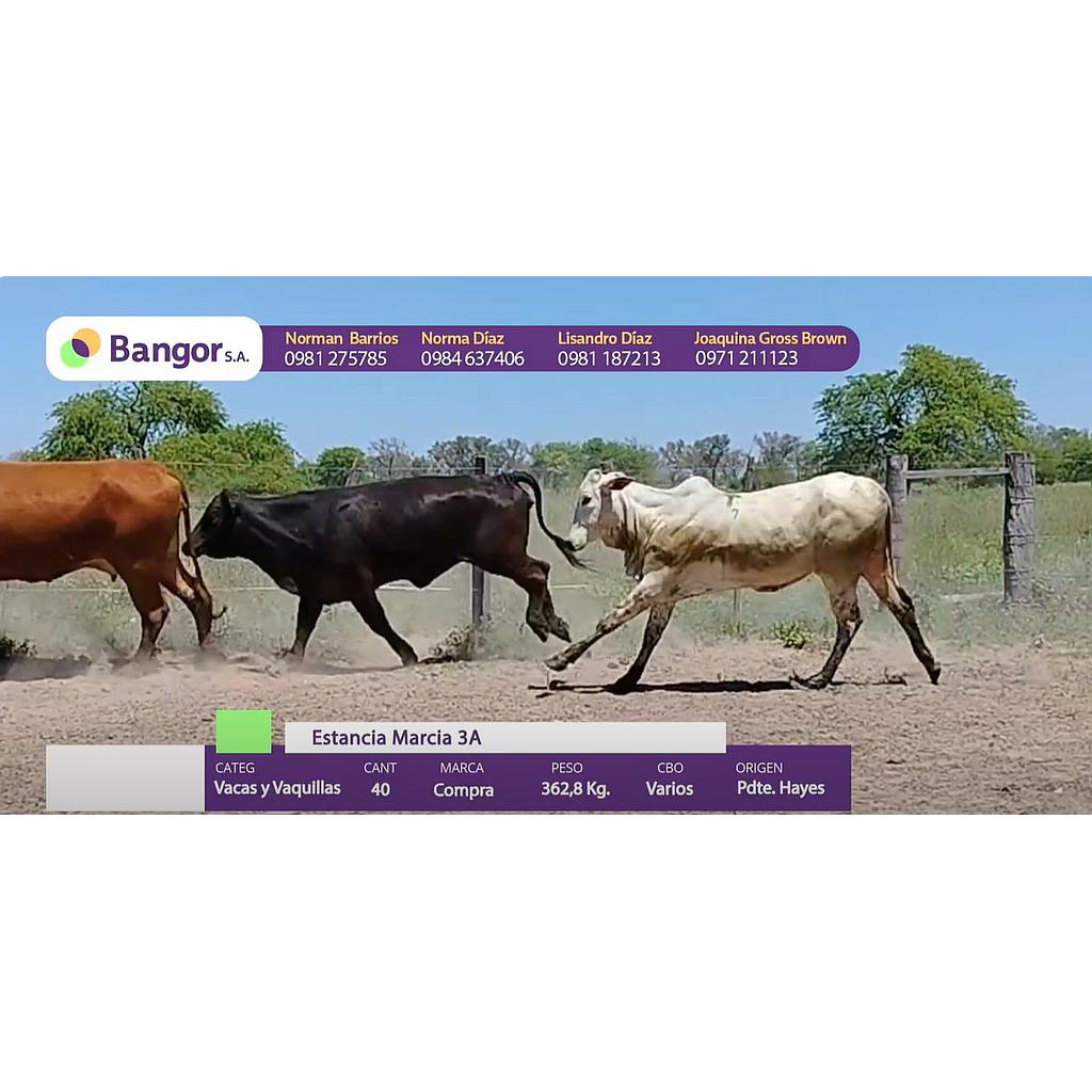 LOTE 14 - VACAS Y VAQUILLAS - CONSUMO POR PANTALLA