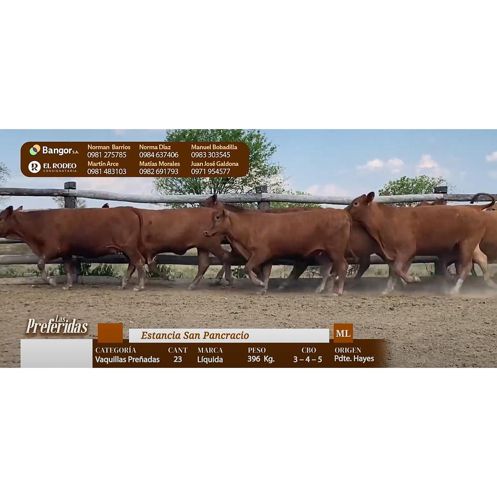 LOTE 25 - VAQUILLAS PREÑADAS