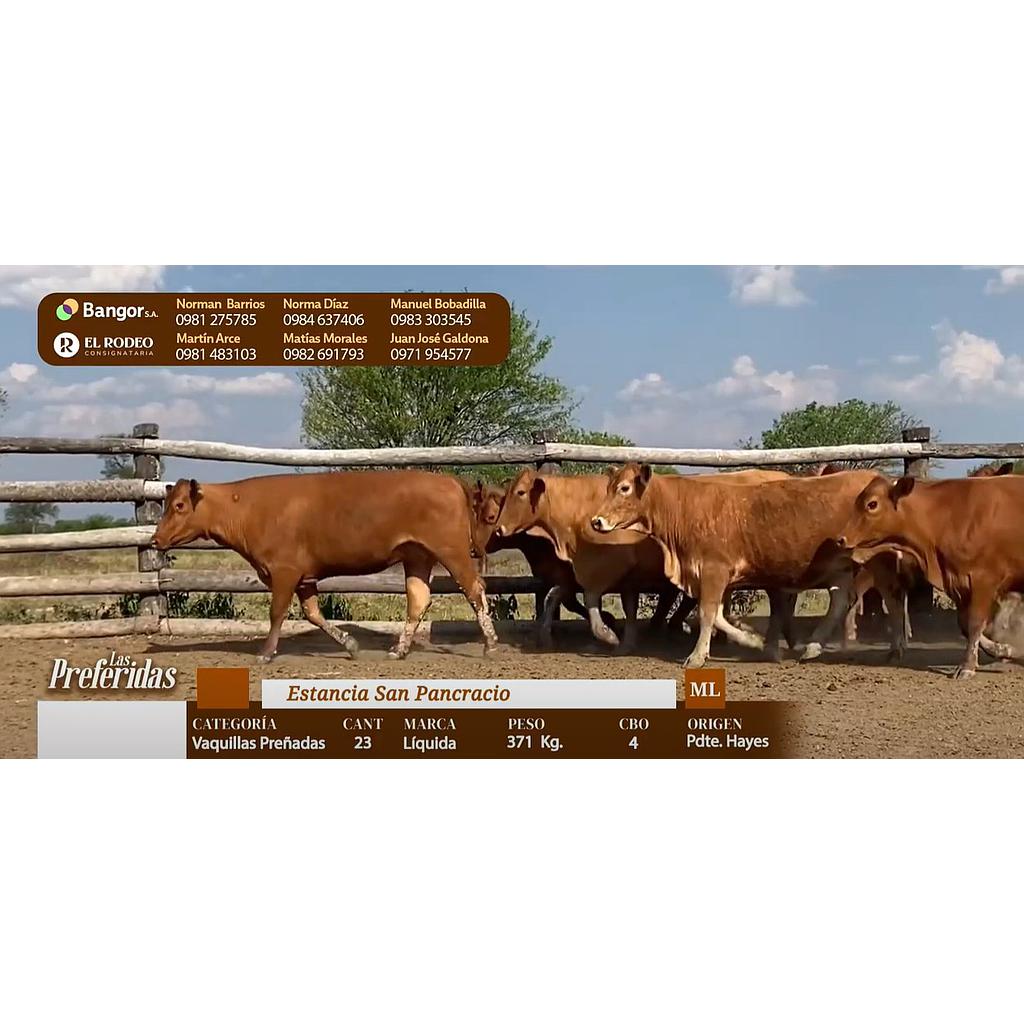 LOTE 22 - VAQUILLAS PREÑADAS