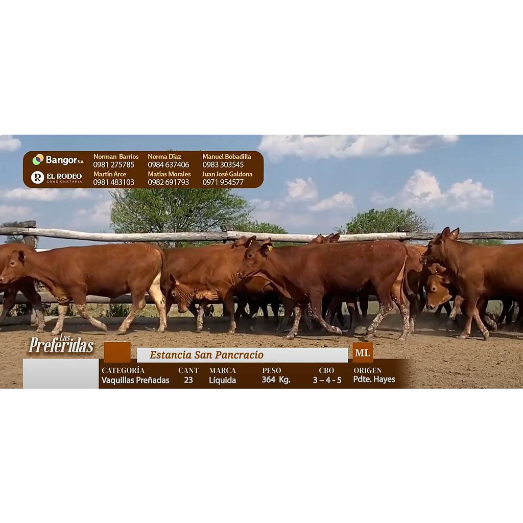 LOTE 21 - VAQUILLAS PREÑADAS