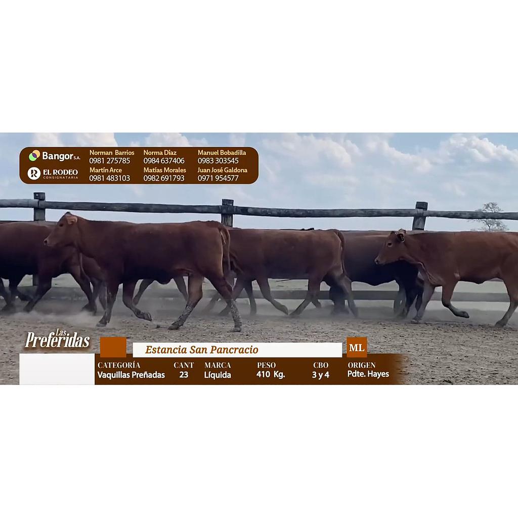 LOTE 26 - VAQUILLAS PREÑADAS