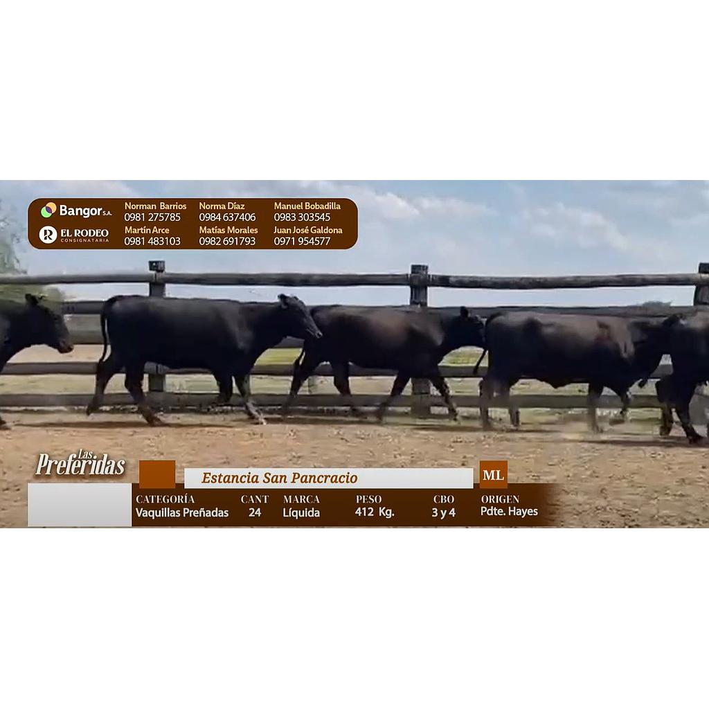 LOTE 27 - VAQUILLAS PREÑADAS