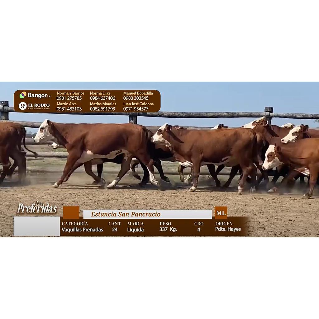 LOTE 20 - VAQUILLAS PREÑADAS