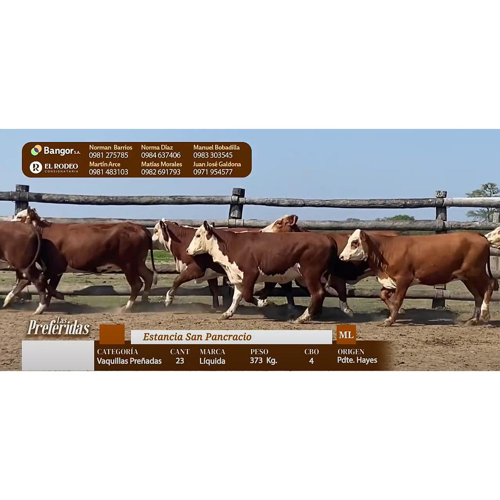 LOTE 23 - VAQUILLAS PREÑADAS