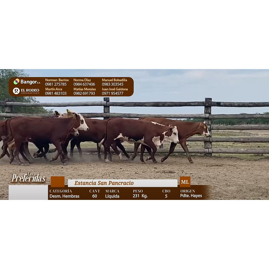 LOTE 02 - DESMAMANTES HEMBRAS