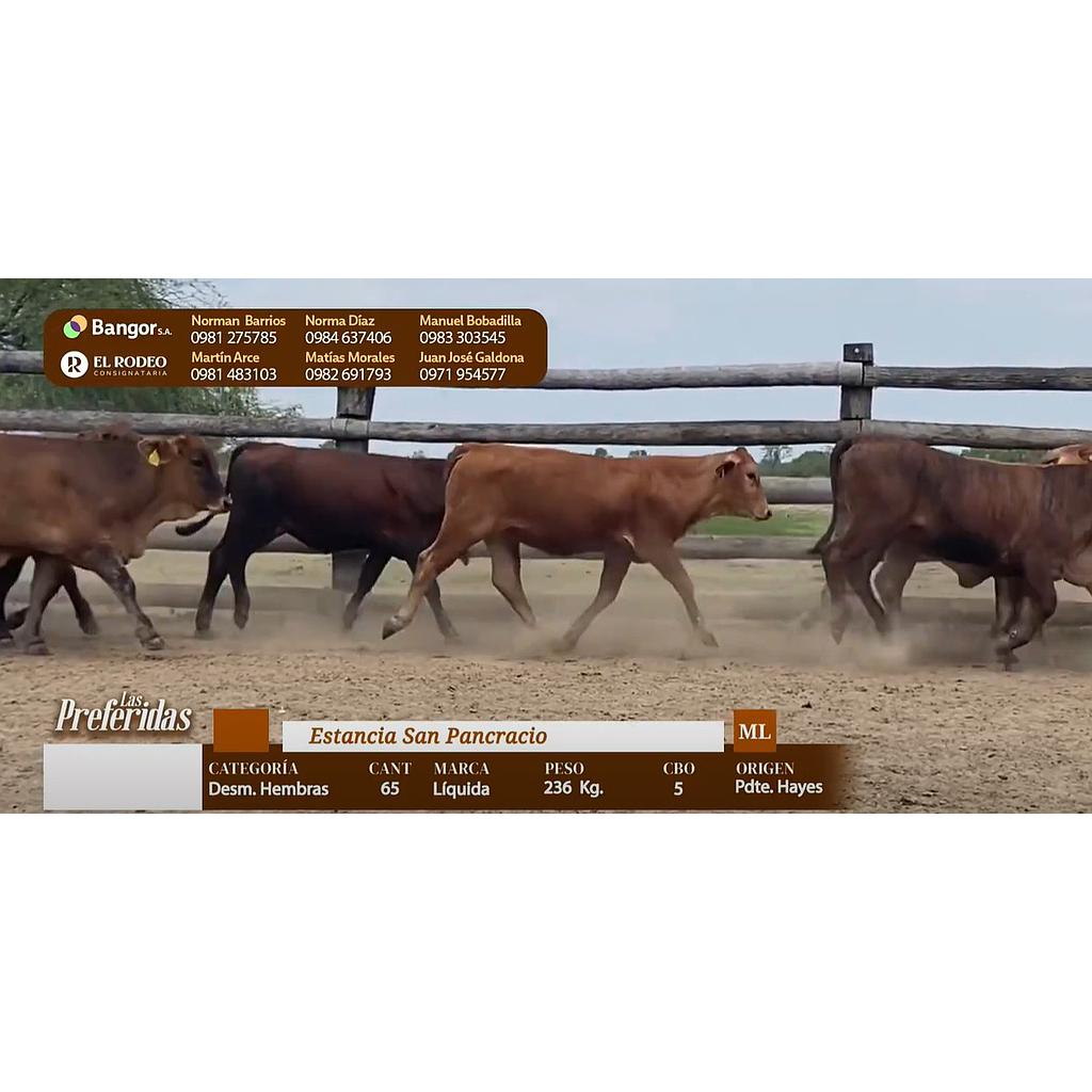 LOTE 03 - DESMAMANTES HEMBRAS