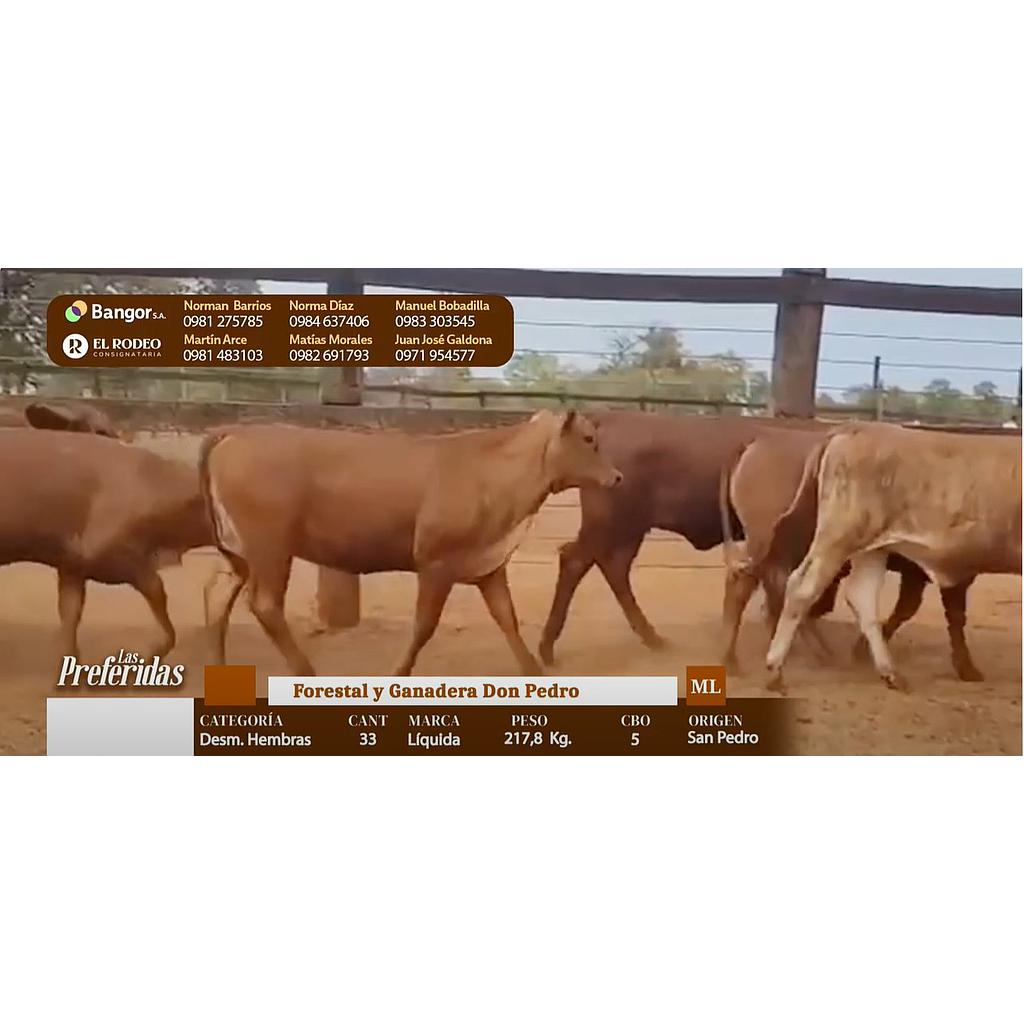 LOTE 04 - DESMAMANTES HEMBRAS