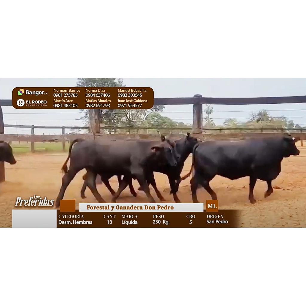 LOTE 05 - DESMAMANTES HEMBRAS