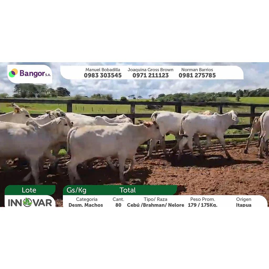 LOTE B - DESMAMANTES MACHOS