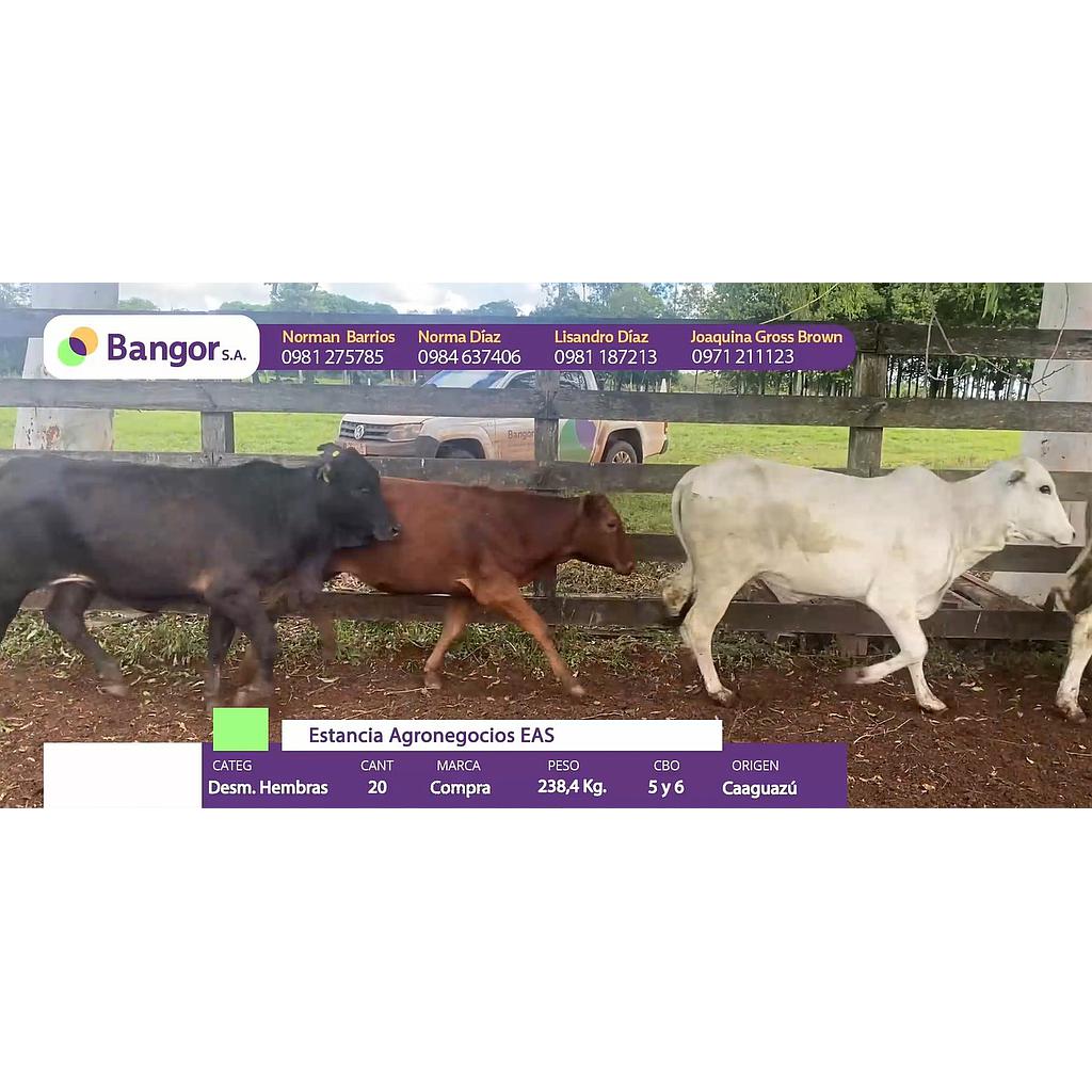 LOTE 09 - DESMAMANTES HEMBRAS