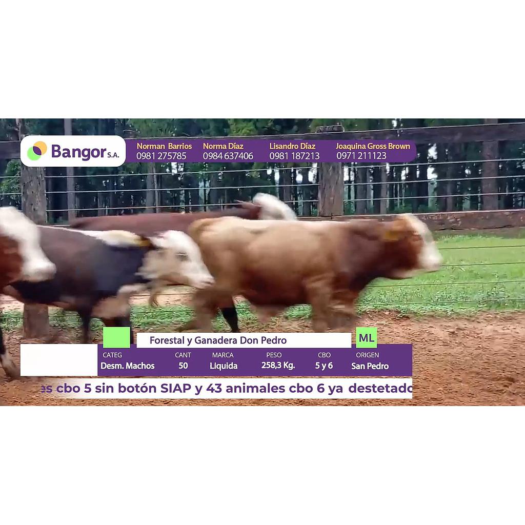 LOTE 06 - DESMAMANTES MACHOS