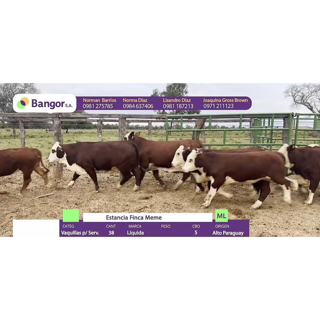 LOTE 087 - VAQUILLAS