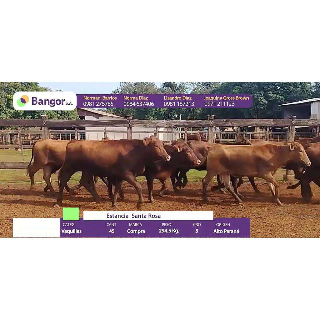 LOTE 076 - VAQUILLAS