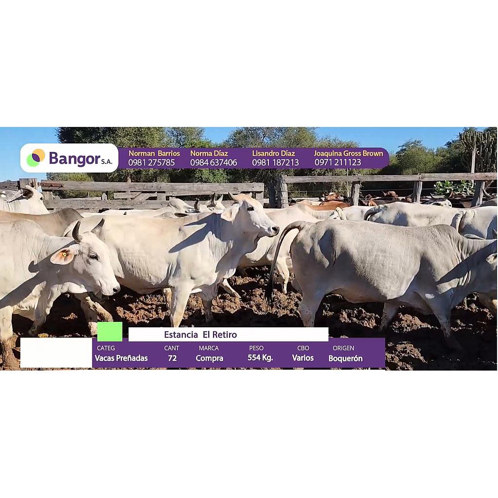 LOTE 097 - VACAS PREÑADAS