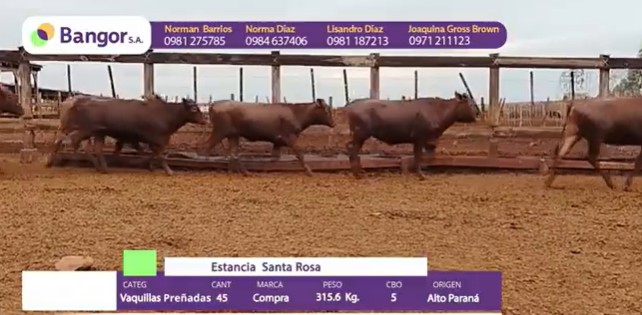 LOTE 089 - VAQUILLAS PREÑADAS