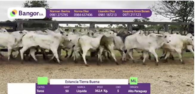 LOTE  061 - TOROS