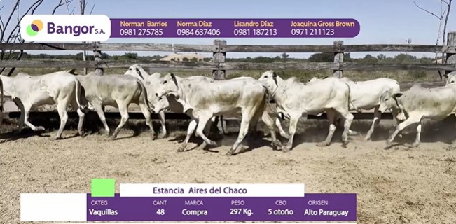 LOTE 077 - VAQUILLAS