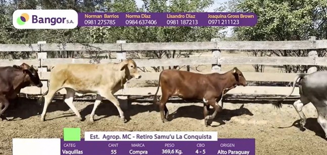 LOTE 086 - VAQUILLAS