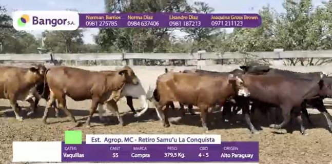 LOTE 088 - VAQUILLAS