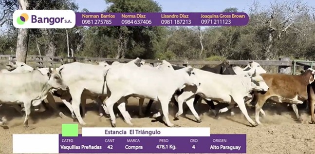LOTE 096 - VAQUILLAS PREÑADAS