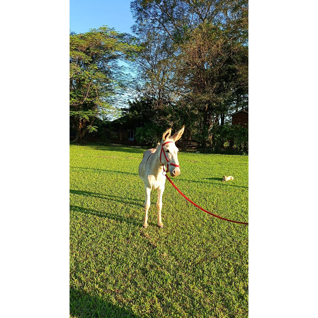 RP 4 - BURRO PEGA