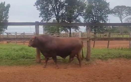 RP 6839 - TORO REPRODUCTOR