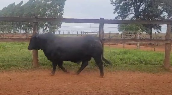 RP 7109 - TORO REPRODUCTOR