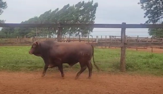 RP 71178 - TORO REPRODUCTOR