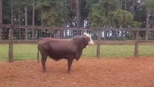 RP 70606 - TORO REPRODUCTOR