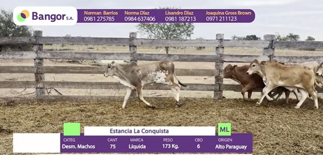 INSP 913 - DESMAMANTES MACHOS