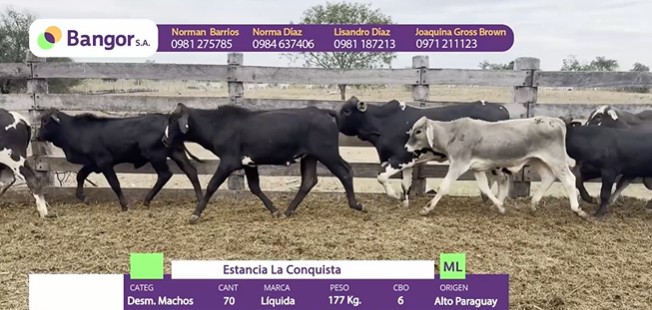 INSP 912 - DESMAMANTES MACHOS