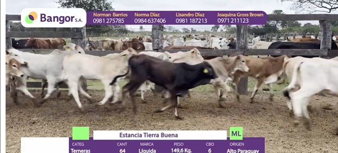 LOTE 064 - TERNERAS
