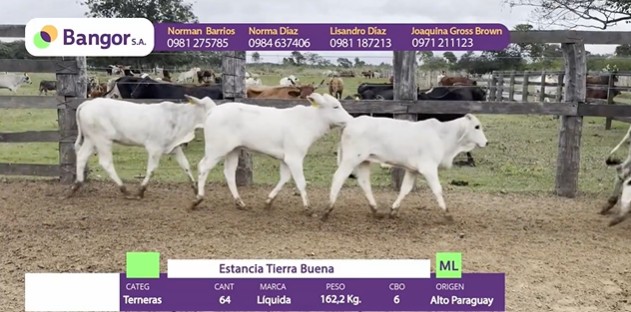 LOTE 066 -TERNERAS