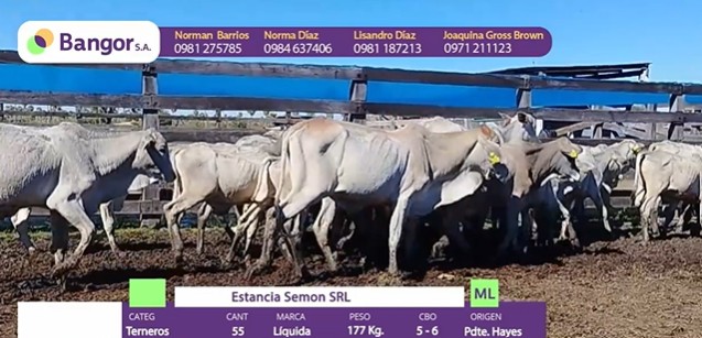LOTE 49 - TERNEROS