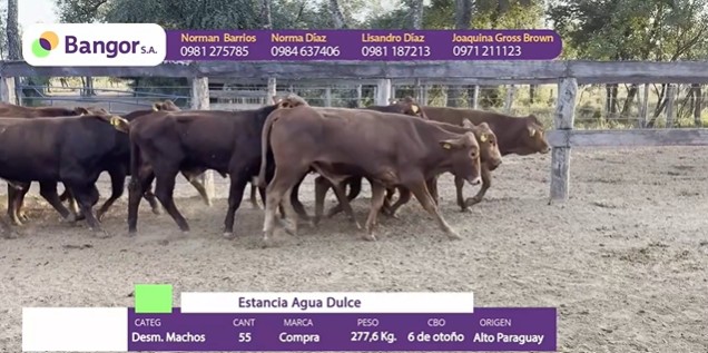 LOTE 59 - DESMAMANTES MACHOS