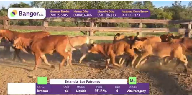 LOTE 099 - TERNERAS