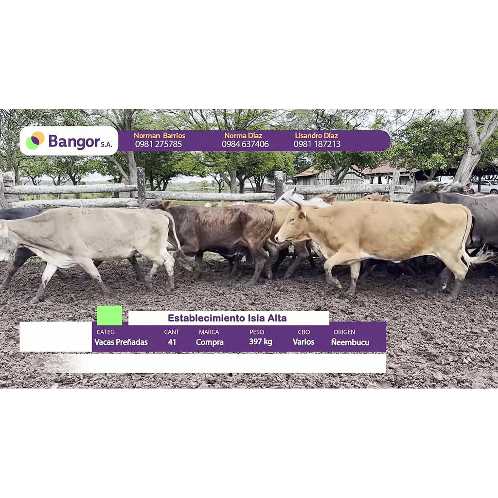 Lote 05- Vacas Preñadas