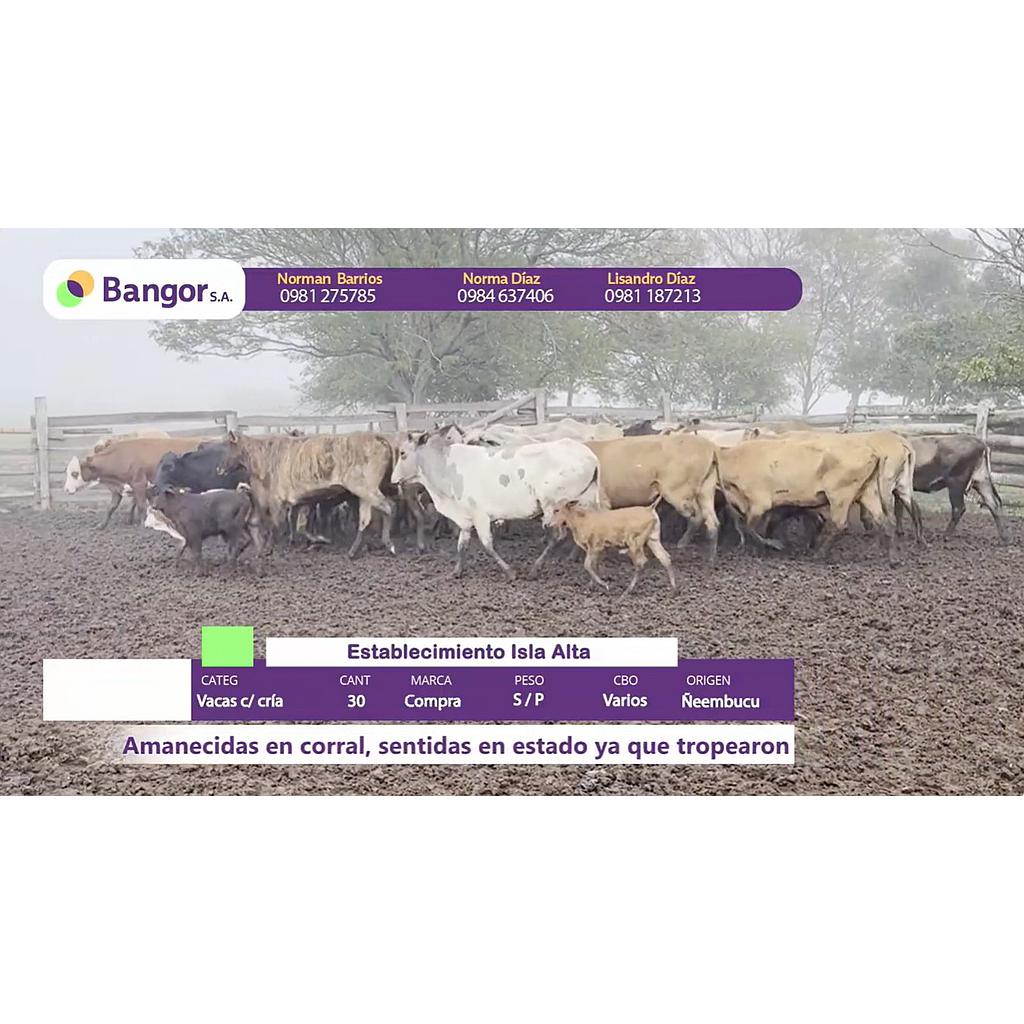 Lote 07- Vacas con Crias