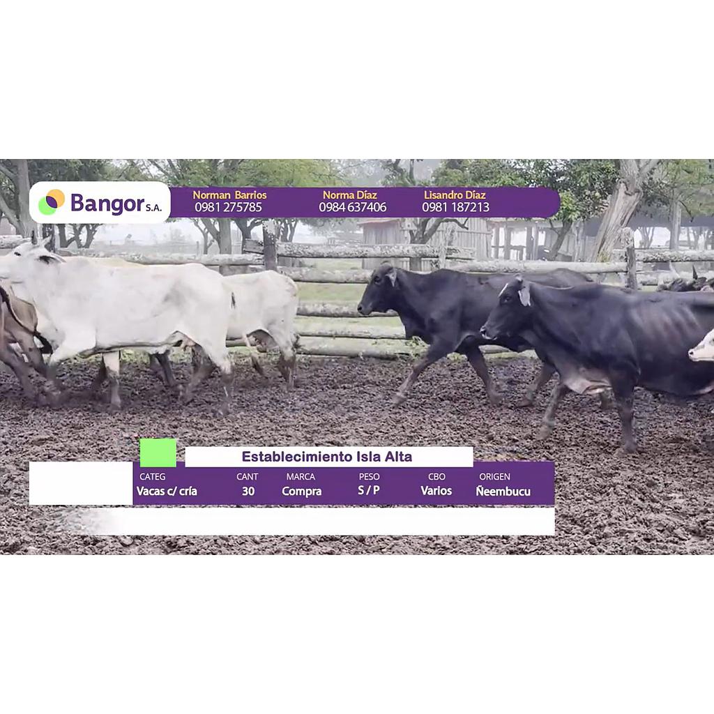 Lote 08- Vacas con Crias
