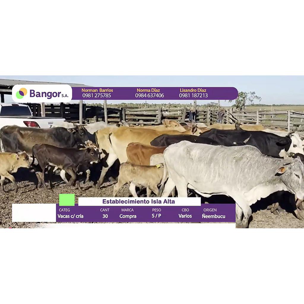 Lote 10- Vacas con Crias