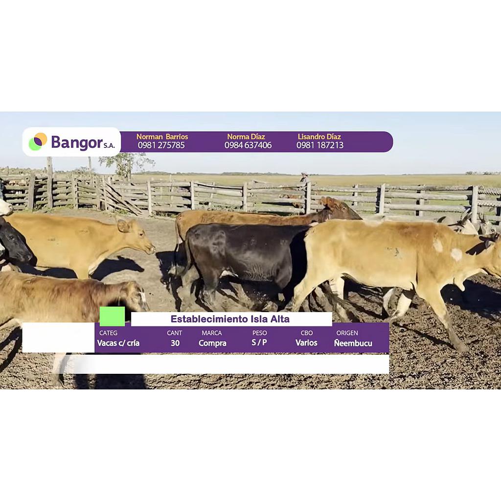 Lote 11- Vacas con Crias