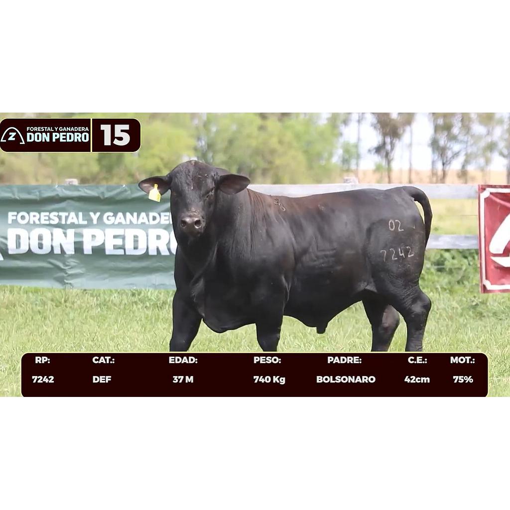 LOTE 15 - BRANGUS NEGRO