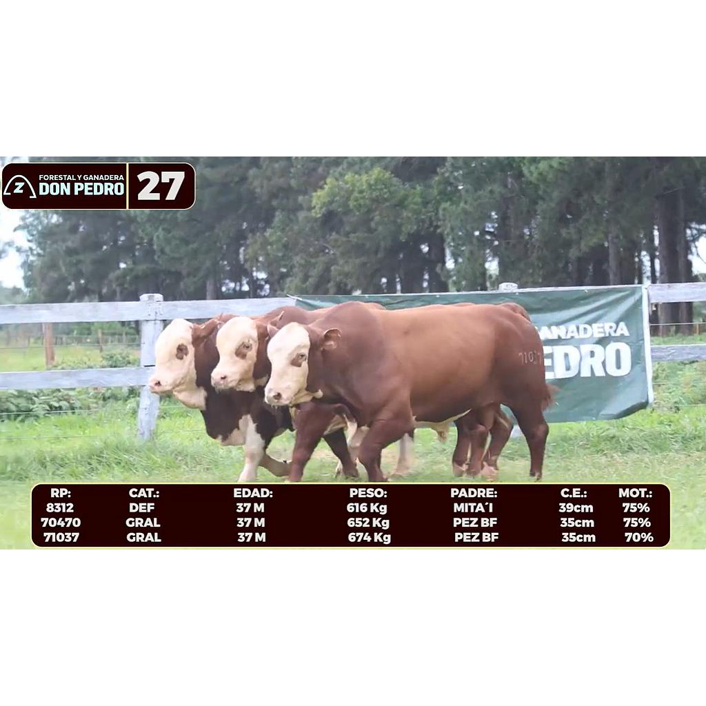 LOTE 27 - BRAFORD