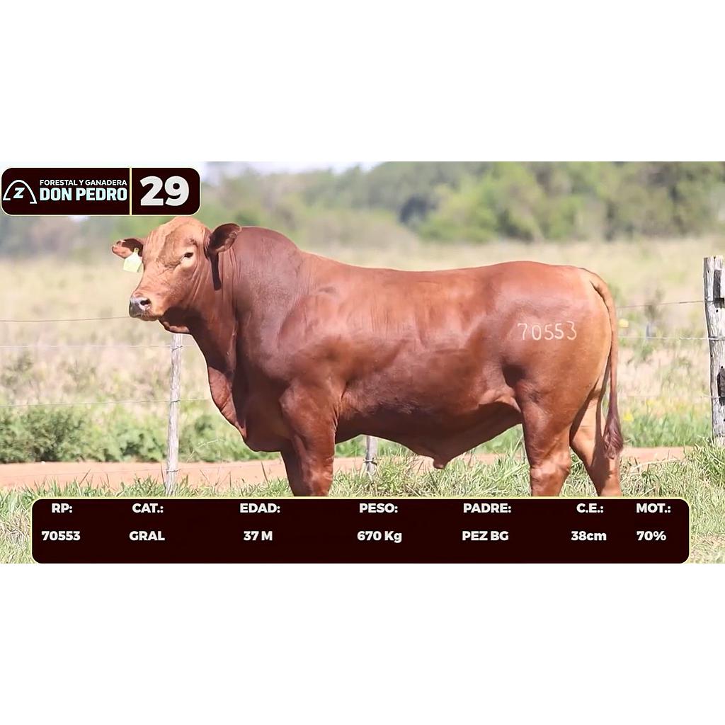 LOTE 29 - BRANGUS ROJO